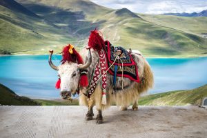 how to get to tibet
