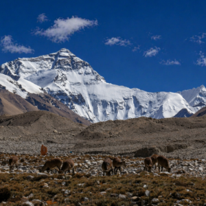 Mount Everest with local animals grazing in the foreground, restricted area for tourists, showcasing the raw beauty of the Everest region in Tibet.